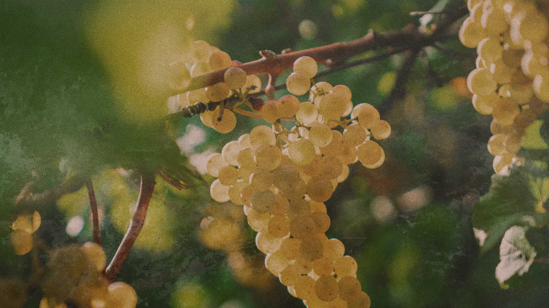 3white bg1.jpg